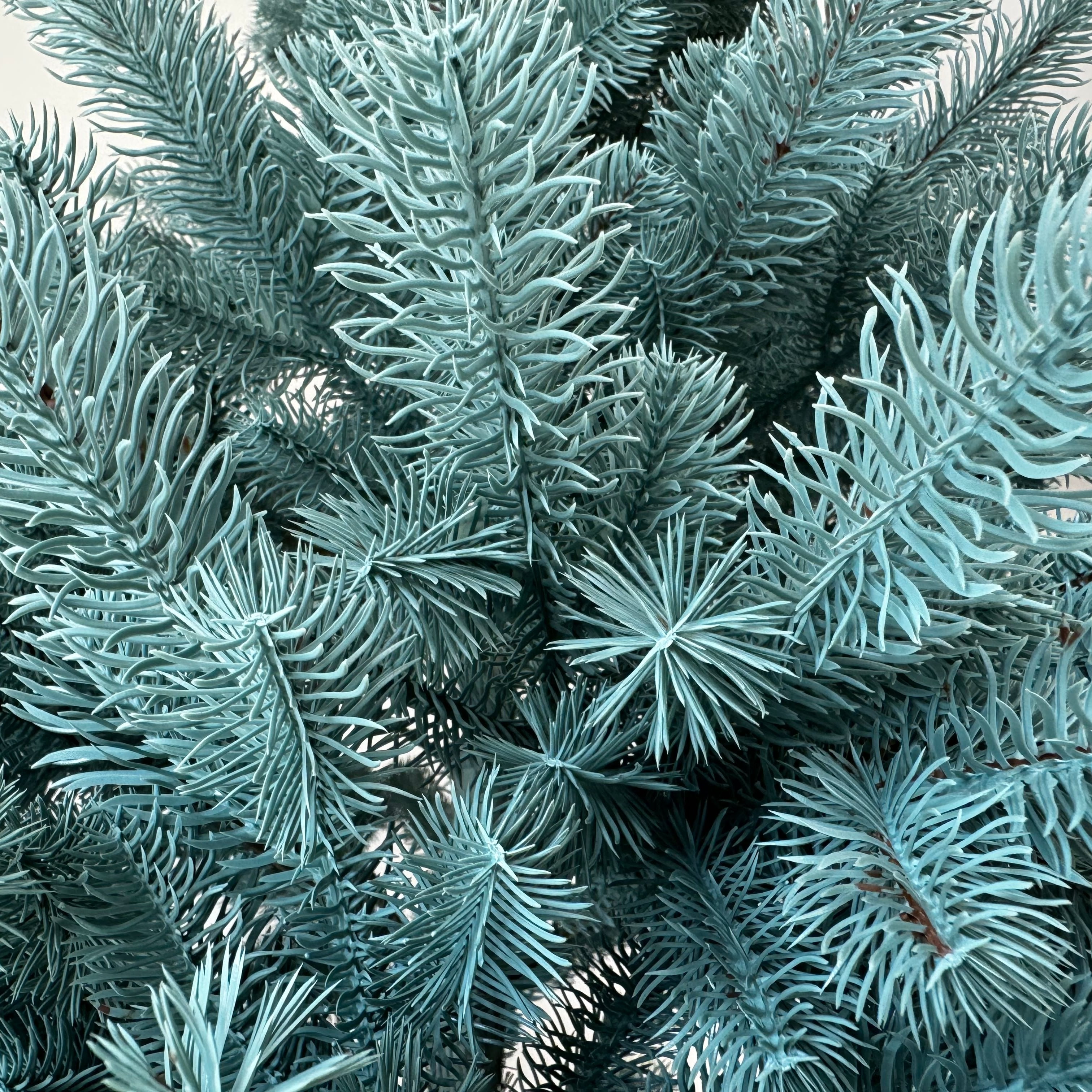 Alpine Christmas Tree Tiffany Blue