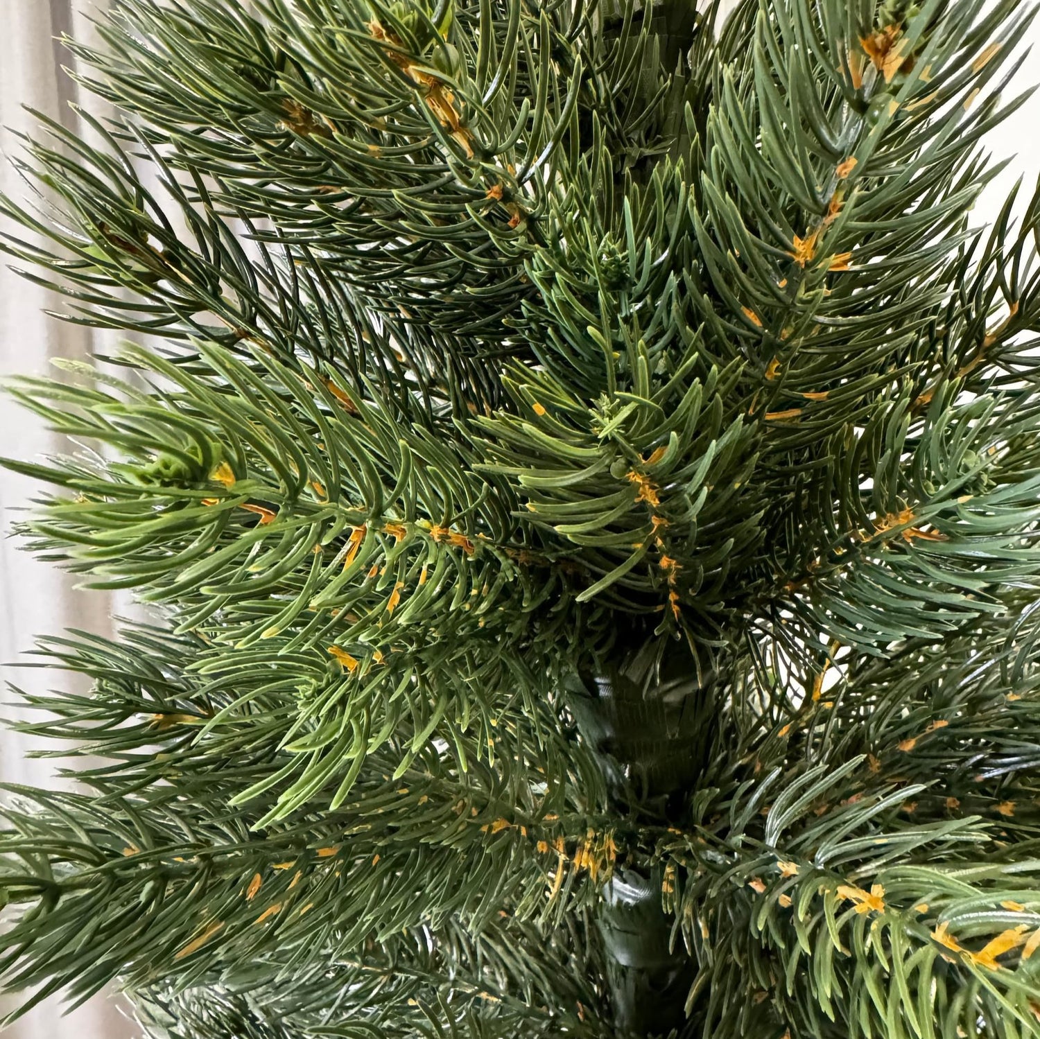 Cedar Christmas Tree Green